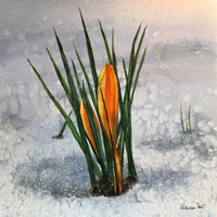 Crocus in Snow by Katherine Fast
